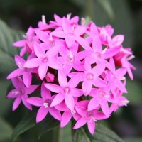 03pentas_pink 高性ペンタス パニックタワー ピンク