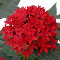03pentas_red 高性ペンタス パニックタワー レッド