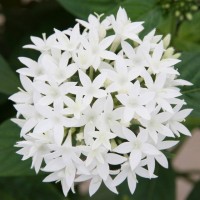 03pentas_white 高性ペンタス パニックタワー ホワイト