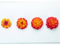 03lantana_orangebicolor ランタナ パニックドーム オレンジバイカラー