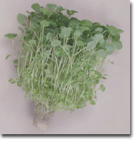 ekmidorina3