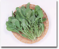 ekrucola3